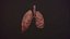 lung of smoking animation respiratory organ medicine Low-poly 3D model