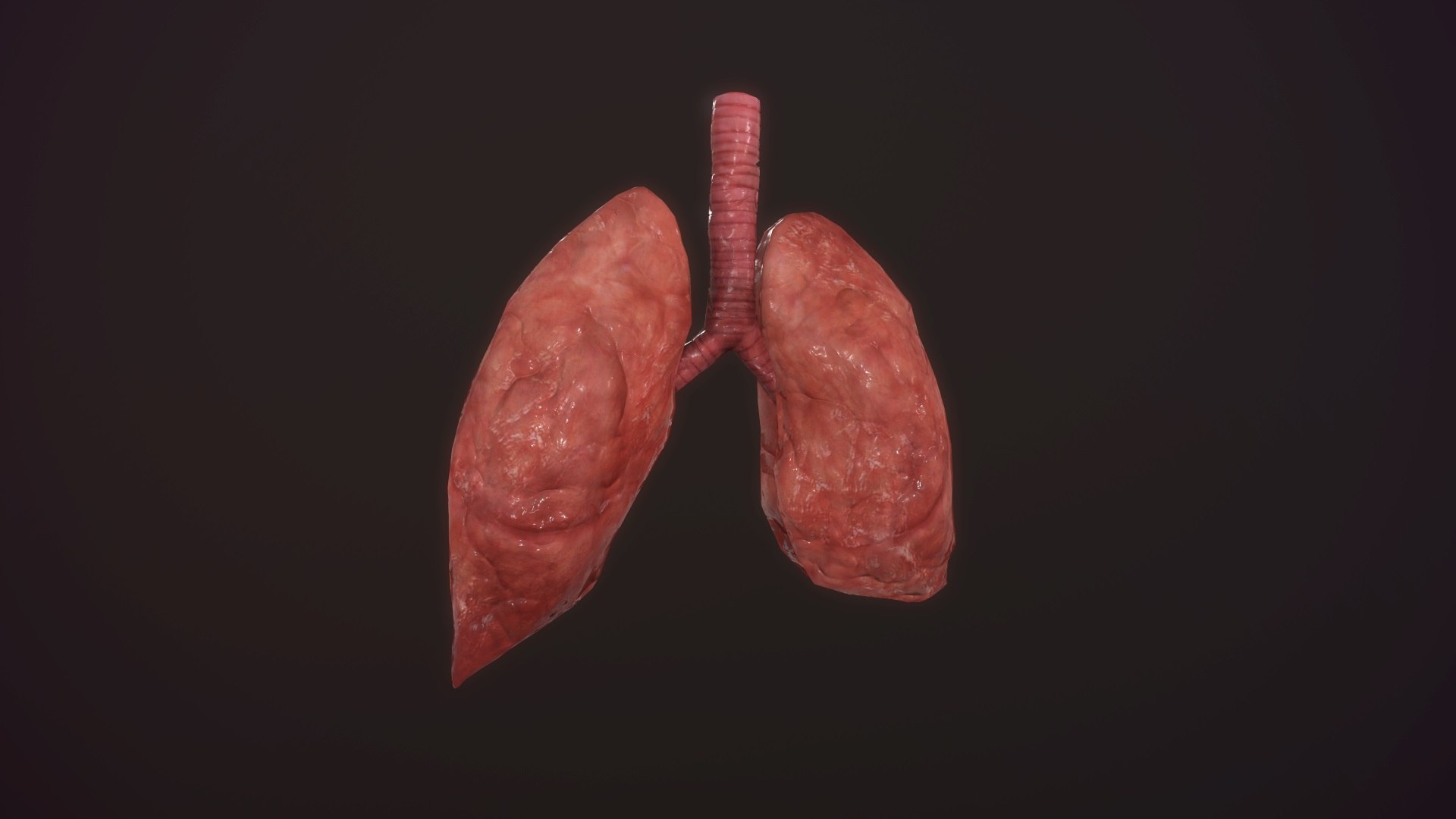 3D model animation medical https://p.turbosquid.com/ts-thumb/lG/TyaA5G/BB9TKjJ6/screenshot020/jpg/1572664199/1920x1080/fit_q87/ec1d44ecb606e7222e42e427251969d6b256a16e/screenshot020.jpg