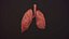 lung of smoking animation respiratory organ medicine Low-poly 3D model