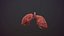 lung of smoking animation respiratory organ medicine Low-poly 3D model