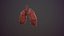 lung of smoking animation respiratory organ medicine Low-poly 3D model