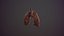 lung of smoking animation respiratory organ medicine Low-poly 3D model