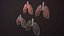 lung of smoking animation respiratory organ medicine Low-poly 3D model