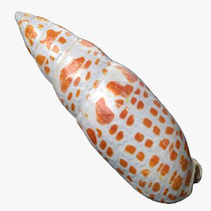 8K Mira Mitra shell