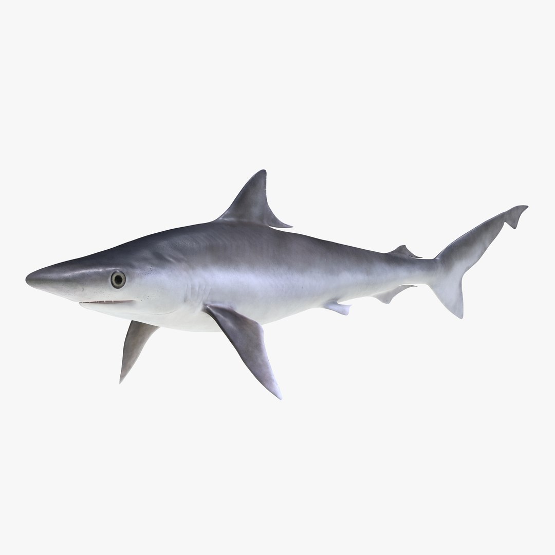 Milk Shark 3D Model 3D model preview