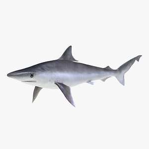 Milk Shark 3D Model