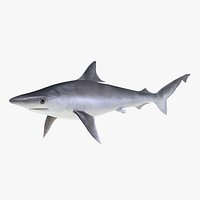Milk Shark 3D Model