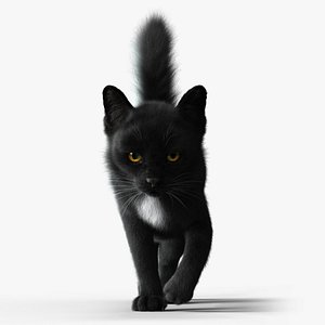 3D Cat Black  RIG - YETI version