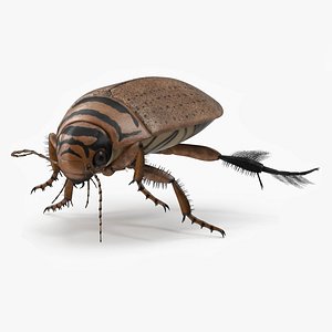 3D Aquatic Beetle Beige Realistic Floating