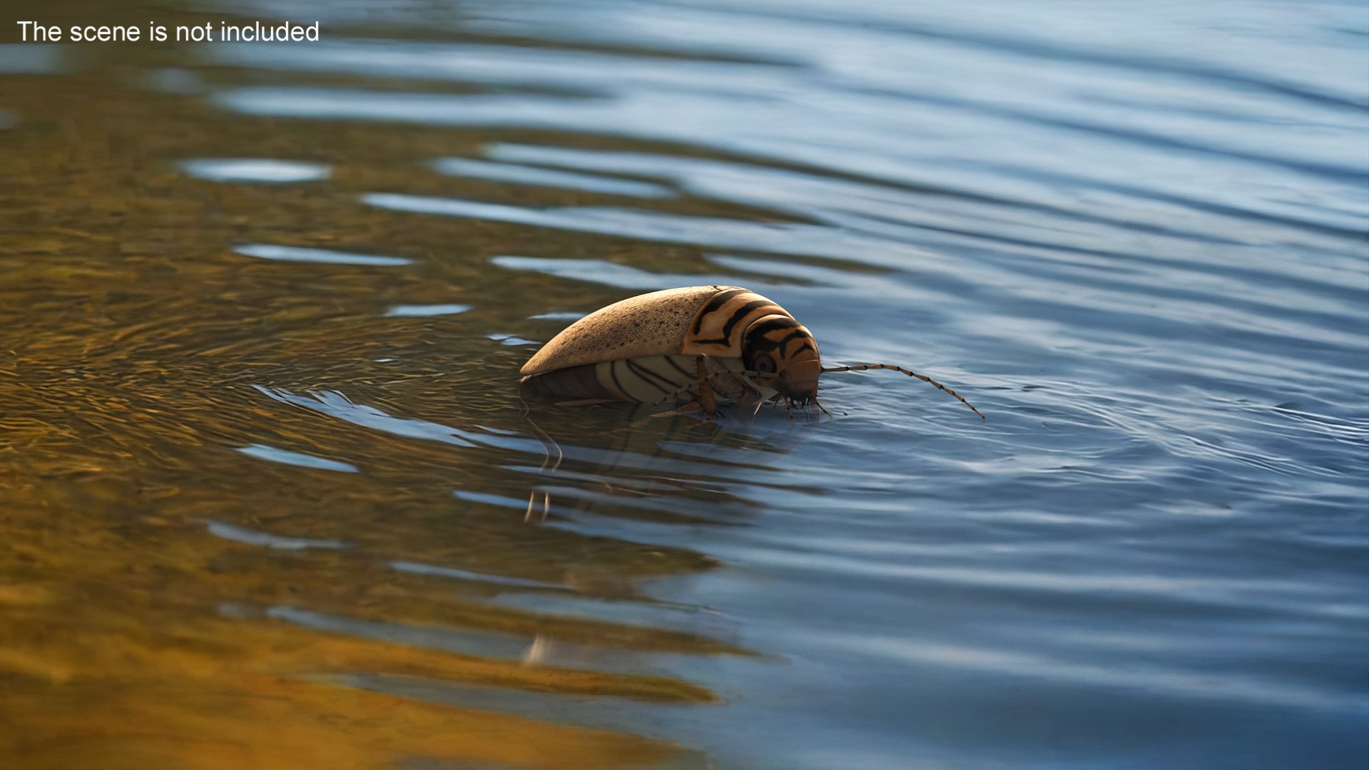 3D Aquatic Beetle Beige Realistic Floating - TurboSquid 2248536