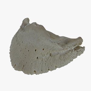 Real Horse Equus Ferus Caballus Coffin Bone Os ungulare 01 RAW SCAN