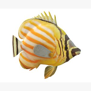 3D Ornate Butterflyfish model