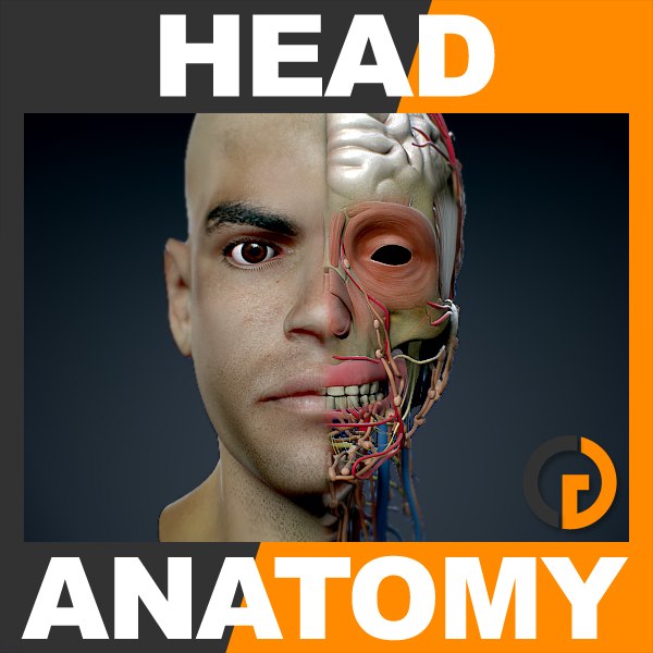 lightwave human male head anatomy