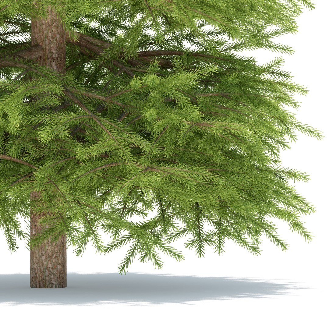 Spruce Max