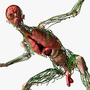 Digestive and Lymphatic System Male Anatomy Rigged