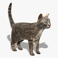 Cat (FUR)