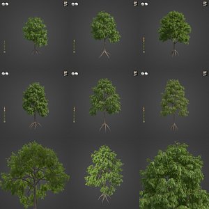 2021 PBR Jujube Collection - Ziziphus Jujuba