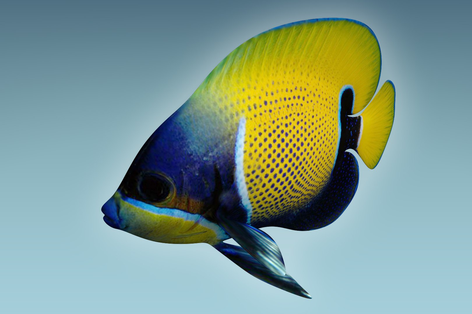 3D Anglefish 7 Fish Model - TurboSquid 1203422