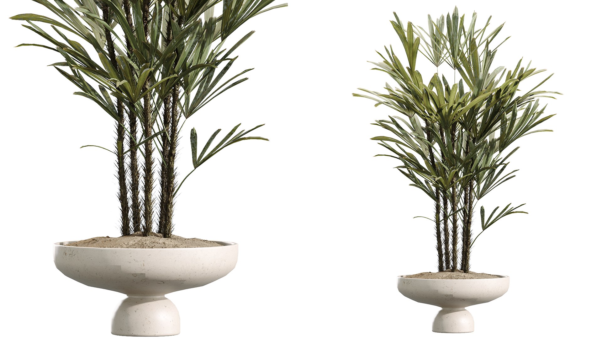 3D AV Indoor Plant Set 217 Mission Olive ParadiseBird Rhapis Excelsa Lady Palm Ravenala Banana Nicolai model https://p.turbosquid.com/ts-thumb/lH/WMq9Zo/GL/05/png/1747208450/1920x1080/fit_q87/cbc9c1288522a5db71a77b22f8159c201c794b5b/05.jpg