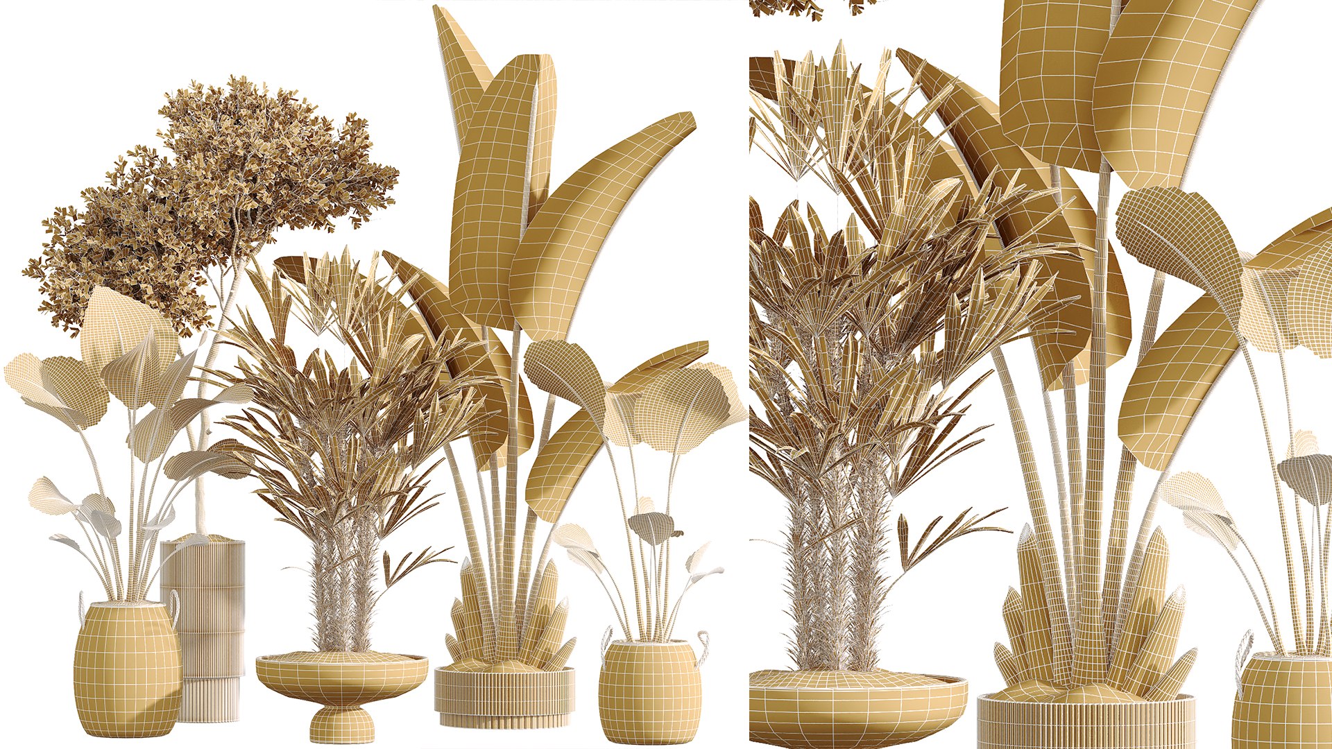 3D AV Indoor Plant Set 217 Mission Olive ParadiseBird Rhapis Excelsa Lady Palm Ravenala Banana Nicolai model https://p.turbosquid.com/ts-thumb/lH/WMq9Zo/VE/07/png/1747208451/1920x1080/fit_q87/345079e46d49c3b8c9a74507e773eb9c682391cb/07.jpg