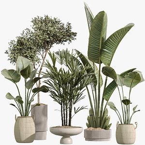 3D AV Indoor Plant Set 217 Mission Olive ParadiseBird Rhapis Excelsa Lady Palm Ravenala Banana Nicolai model