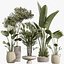 AV 屋内植物セット 217 ミッションオリーブ パラダイスバード ラピス エクセルサ レディパーム ラベナラ バナナ ニコライ