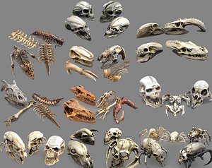 3D Predator Skull  Pack