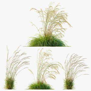 AV Celtica Gigantea Stipa Golden Oats Windy and Calamagrostis Acutiflora Karl Foerster