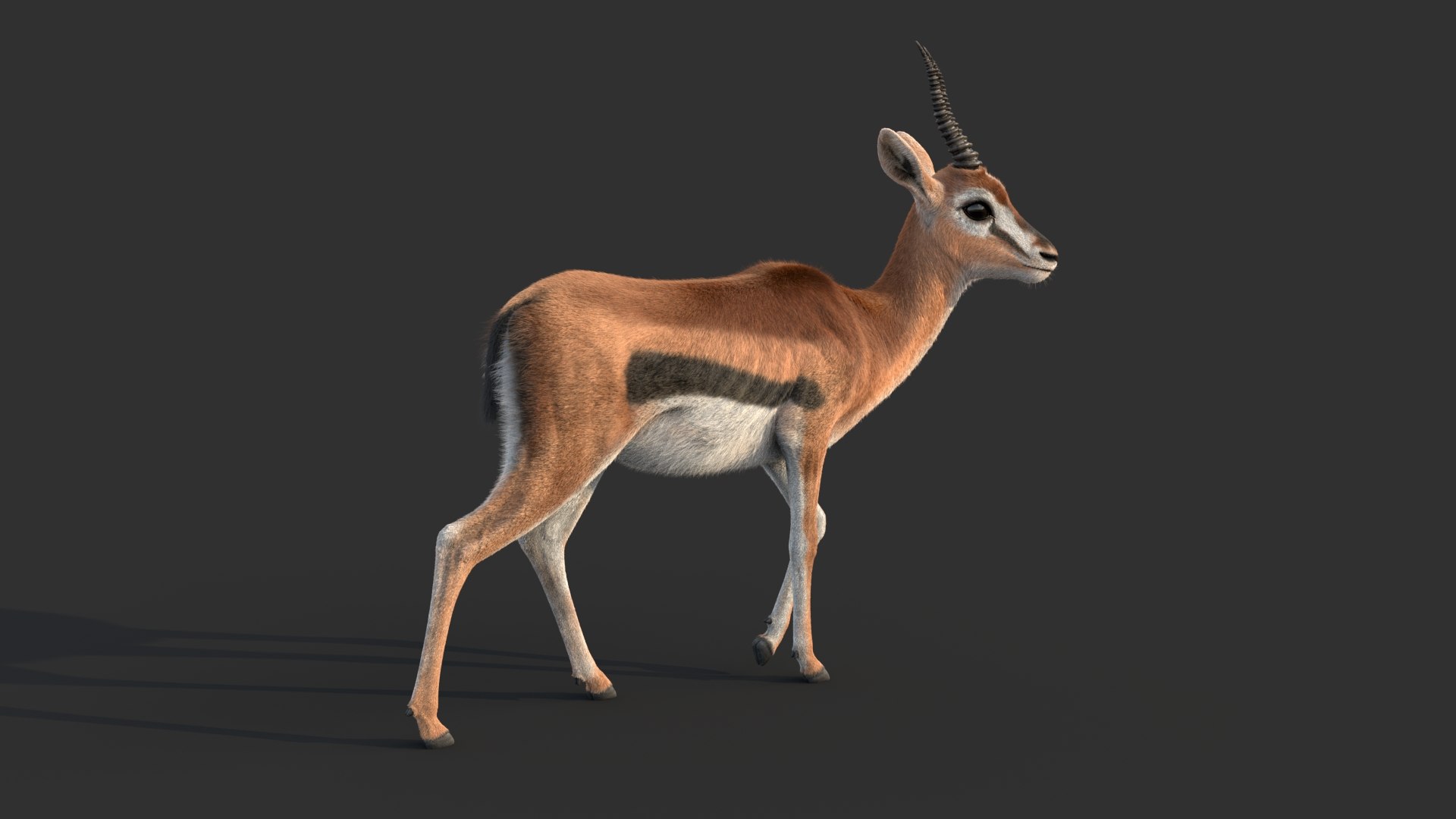 Gazelle 2 FUR Rigged model https://p.turbosquid.com/ts-thumb/lH/qdIA6c/0V/gazellea/jpg/1766164408/1920x1080/fit_q87/da42f7a6cbd34f8209eb055d7439e3b9f782e50e/gazellea.jpg