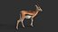 Gazelle 2 FUR Rigged