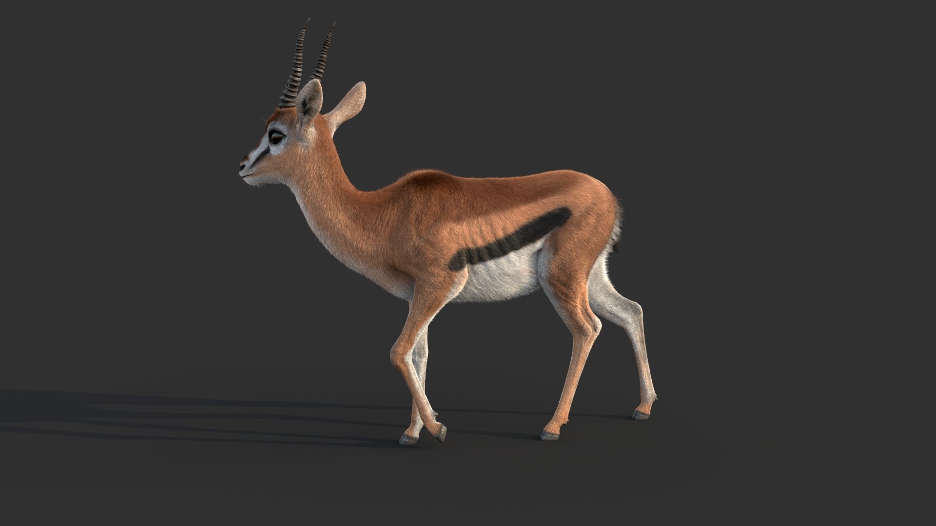 Gazelle 2 FUR Rigged model https://p.turbosquid.com/ts-thumb/lH/qdIA6c/9L/gazellec/jpg/1766164409/1920x1080/fit_q87/8d21eb12b7512fc7aec760147a68d064b0bfaa1a/gazellec.jpg