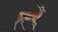 Gazelle 2 FUR Rigged
