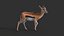 Gazelle 2 FUR Rigged