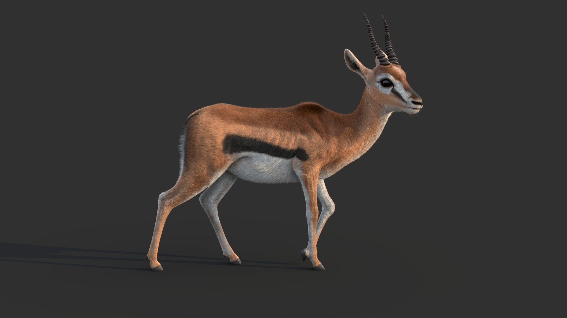 Gazelle 2 FUR Rigged model https://p.turbosquid.com/ts-thumb/lH/qdIA6c/SN/gazelle/jpg/1766164523/1920x1080/turn_fit_q99/530fc6310d077eeaee9dec5412c6fd80c7ea3917/gazelle-1.jpg