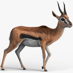 Gazelle 2 FUR Rigged model