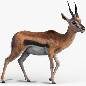Gazelle 2 FUR Rigged