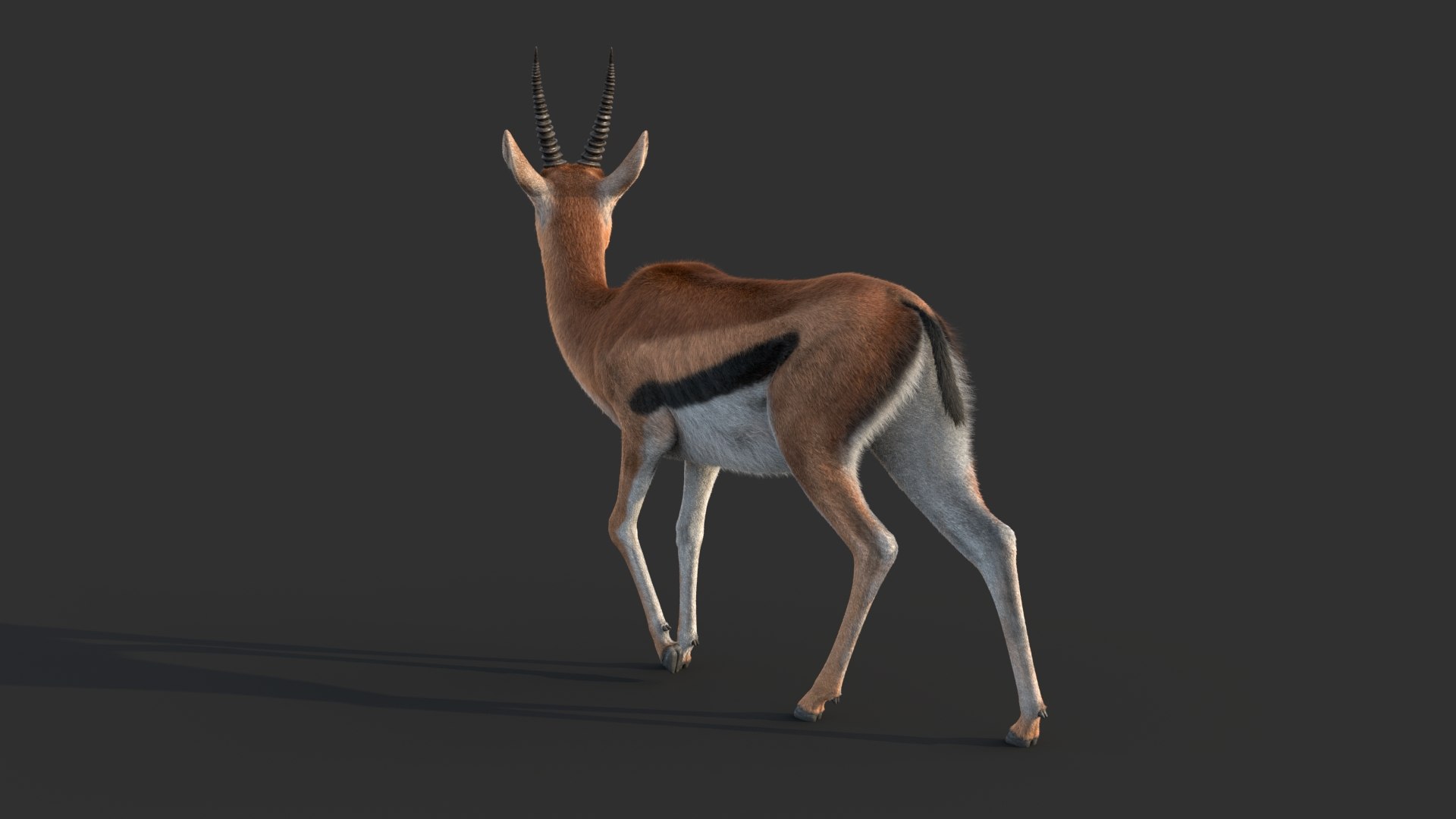 Gazelle 2 FUR Rigged model https://p.turbosquid.com/ts-thumb/lH/qdIA6c/rH/gazellef/jpg/1766164410/1920x1080/fit_q87/5ac06440e315afdb351521176130a1bb094e0791/gazellef.jpg
