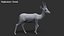 Gazelle 2 FUR Rigged