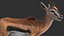 Gazelle 2 FUR Rigged