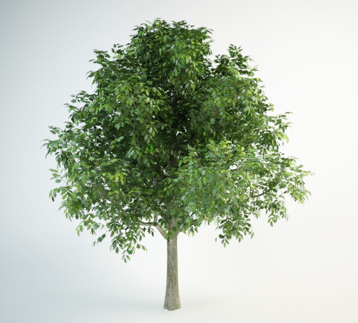 red oak 3D model https://p.turbosquid.com/ts-thumb/lI/1J0pLI/BlZcMAiv/red_oak_6000.rgb_color.0004/jpg/1554225392/1920x1080/fit_q87/3135bde658e422d30b49f506783e4af70d32c94e/red_oak_6000.rgb_color.0004.jpg