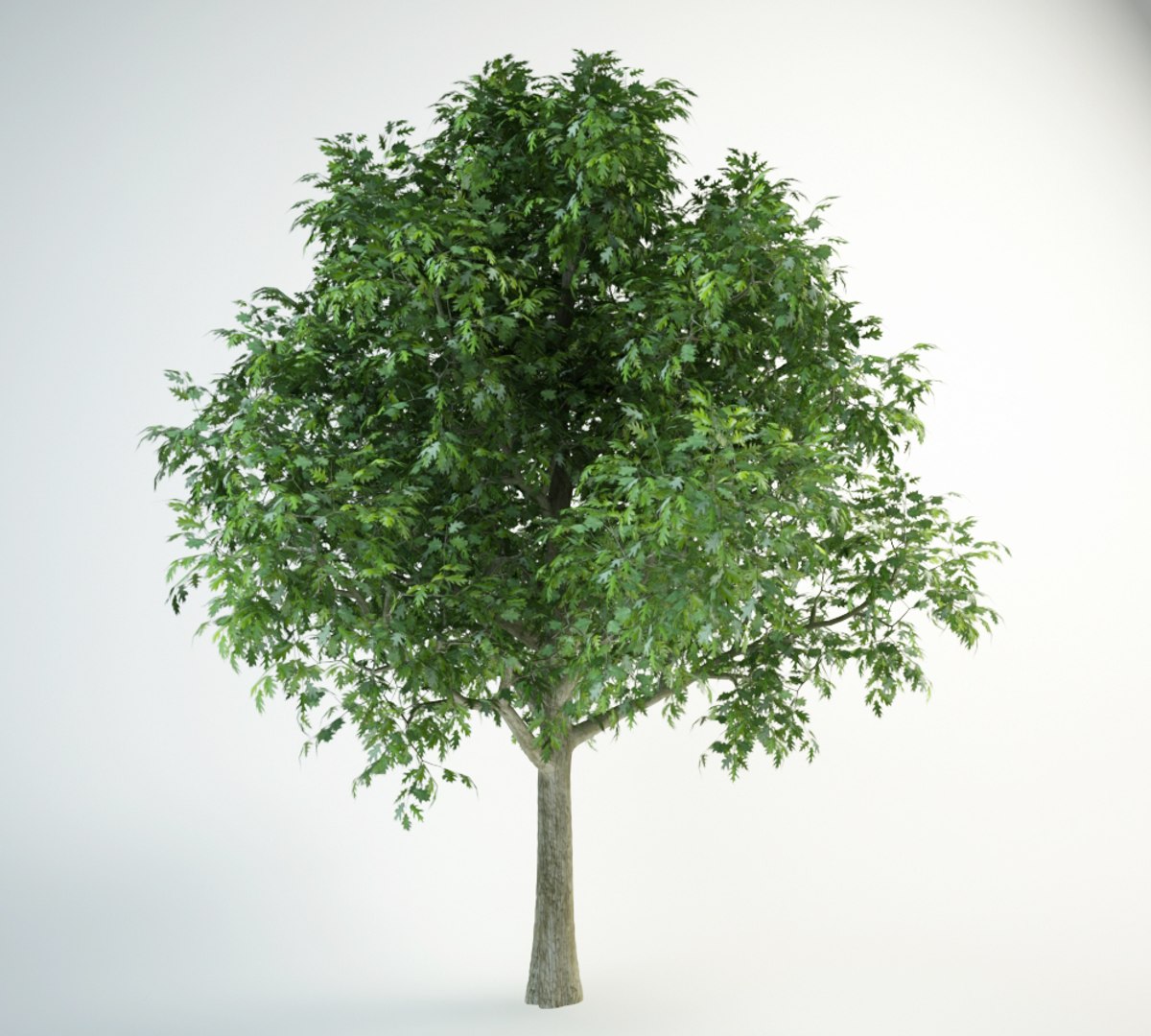 red oak 3D model https://p.turbosquid.com/ts-thumb/lI/1J0pLI/CzTLT2sj/red_oak_6000.rgb_color.0005/jpg/1554225392/1920x1080/fit_q87/87b4ac93860724c4c4ca394bfac410c421a442e9/red_oak_6000.rgb_color.0005.jpg