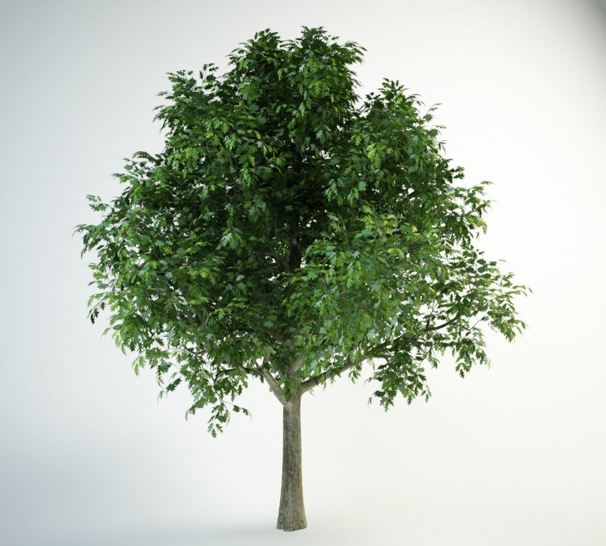 red oak 3D model https://p.turbosquid.com/ts-thumb/lI/1J0pLI/gF3JFyv1/red_oak_6000.rgb_color.0000/jpg/1554225392/1920x1080/fit_q87/b4700718cd473df16b64fa84ad964459b5b50892/red_oak_6000.rgb_color.0000.jpg