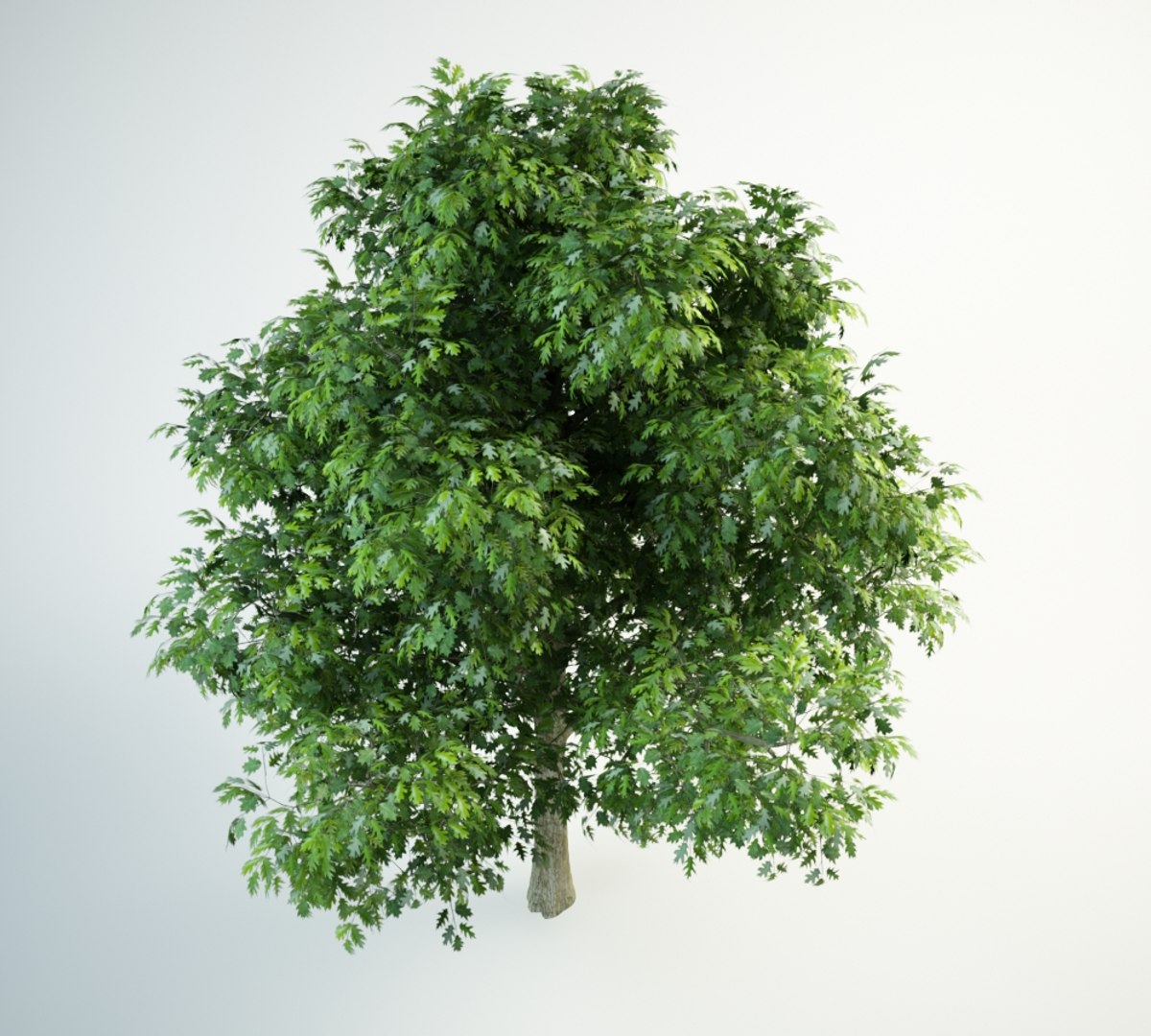 red oak 3D model https://p.turbosquid.com/ts-thumb/lI/1J0pLI/oyyIaltB/red_oak_6000.rgb_color.0002/jpg/1554225392/1920x1080/fit_q87/bafff6a2626cd532245796060b5d5c23d293595f/red_oak_6000.rgb_color.0002.jpg