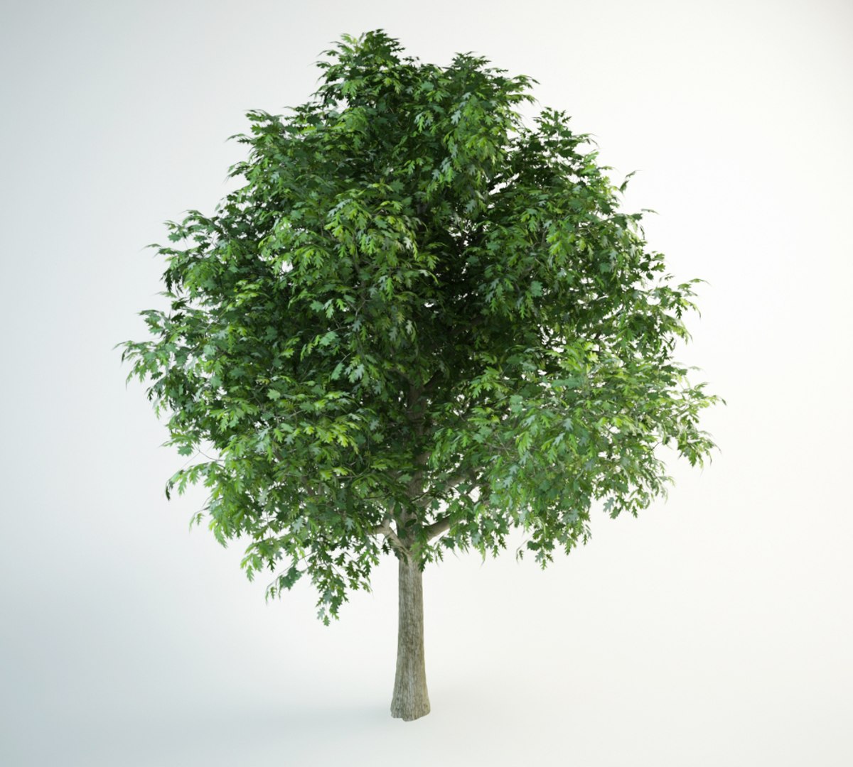 red oak 3D model https://p.turbosquid.com/ts-thumb/lI/1J0pLI/vPj17FXa/red_oak_6000.rgb_color.0001/jpg/1554225392/1920x1080/fit_q87/e85991a373bb07cca29a5b46d9a335056188f8a2/red_oak_6000.rgb_color.0001.jpg