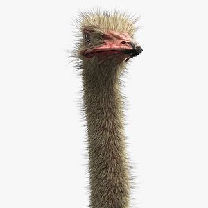 3D ostrich realistic hair