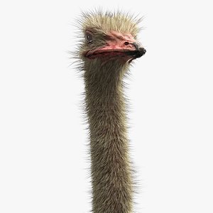 Ostrich