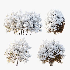 3D AV WinterPlant Snow Arboreum Bush and Snow Phillyrea Angustifolia model