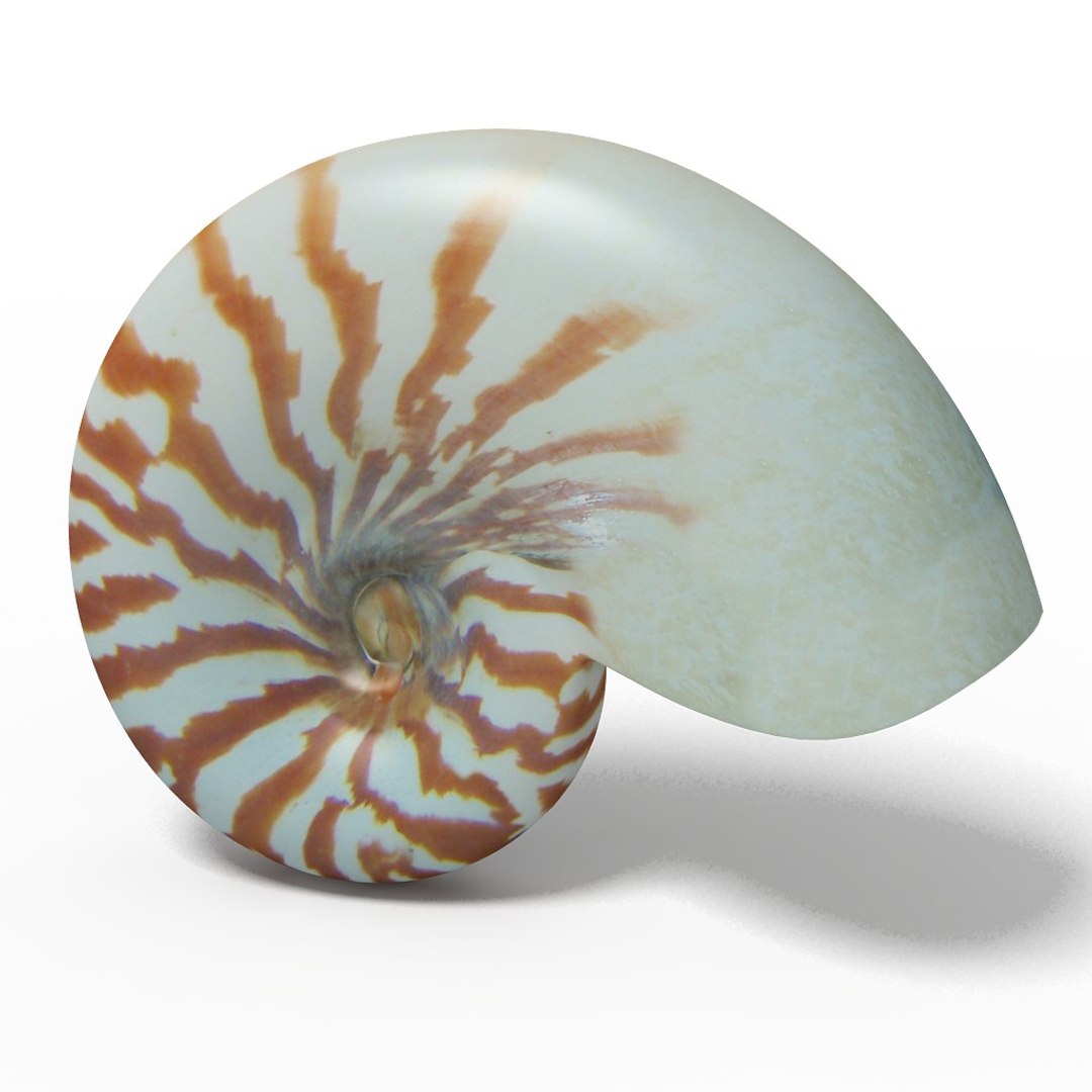 Seashell Nautilus Sliced Max