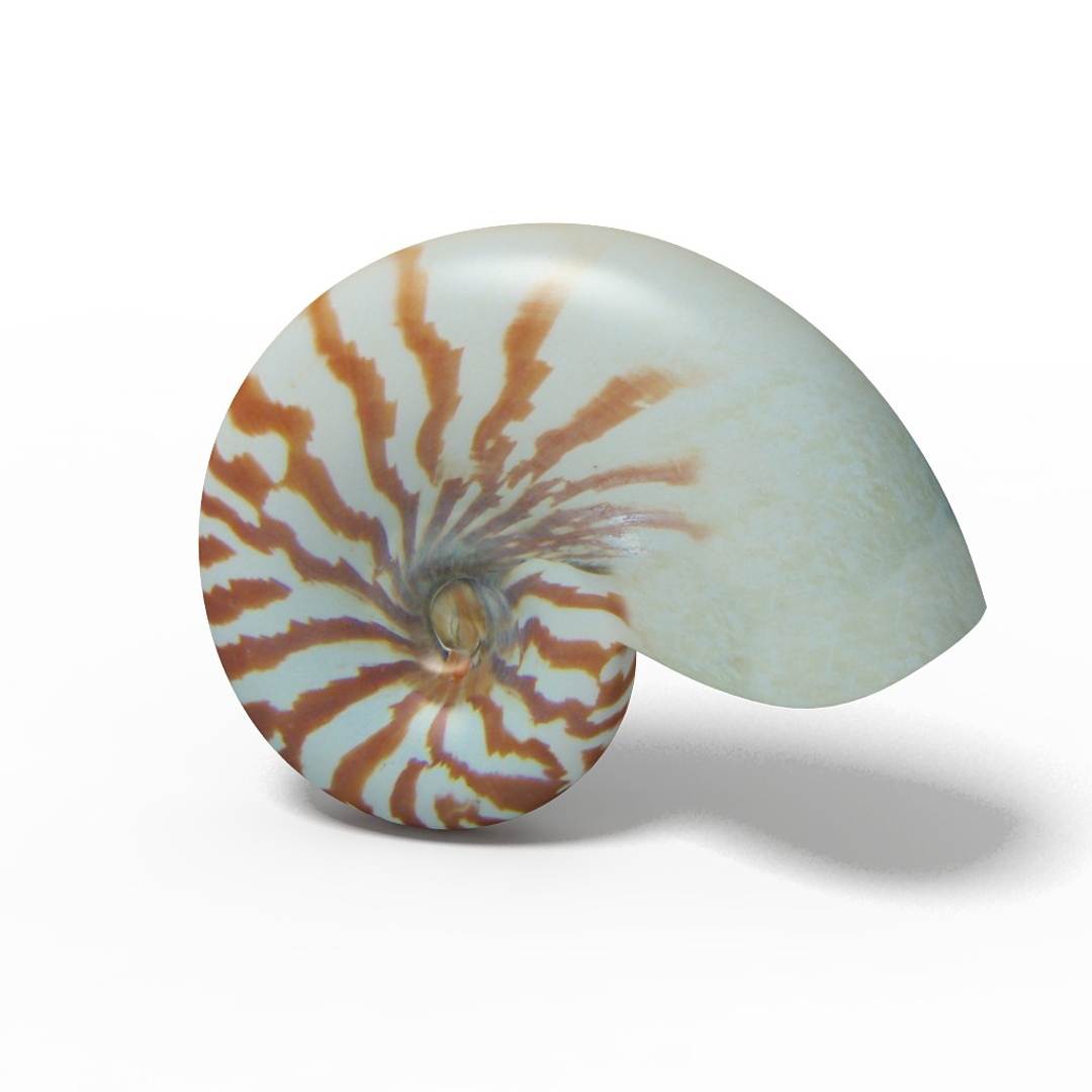 seashell nautilus sliced max https://p.turbosquid.com/ts-thumb/lI/Fc1bYQ/5aVcmMcU/image/jpg/1312987397/1920x1080/turn_fit_q99/cd2bb3cee35c1635539d7011df413054f194cd0c/image-1.jpg