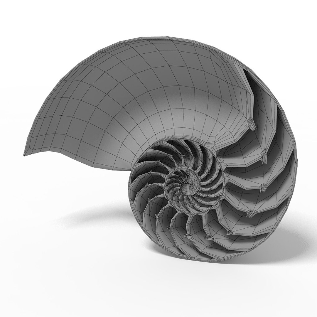 seashell nautilus sliced max https://p.turbosquid.com/ts-thumb/lI/Fc1bYQ/lnmMcyVd/18/jpg/1312987323/1920x1080/fit_q87/bbccaeee3dda97261f5aff3a04ff52a449c7d39f/18.jpg